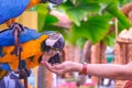 Close up of female tourist hand feeding blue and yellow macaws in the zoo