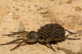 Female Wolf Spider