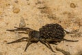 Female Wolf Spider Royalty Free Stock Photo