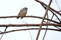 Female Zebra Finch