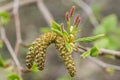 Close up on femaleand male catkins of the Alnus maxi, an alder tree.mowiczii