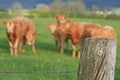 Close-up of a fence around a pastyre with cows Royalty Free Stock Photo