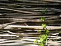 Close-up fence made of wooden rods with ivy sprout. Royalty Free Stock Photo