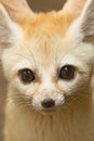 Close up of Fennec Fox head with big cute eyes