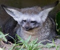 Close up of fennec fox