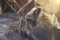 Close up on Fennec Fox (Vulpes zerda)