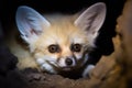 close-up of a fennec foxs eyes illuminated at night