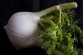 Close Up of a Fennel Royalty Free Stock Photo