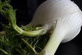Close Up of a Fennel Royalty Free Stock Photo
