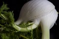 Close Up of a Fennel Royalty Free Stock Photo