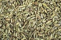 Close up the fennel seed texture background Royalty Free Stock Photo