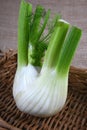 Close up of the Fennel Royalty Free Stock Photo