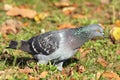 Close up of feral pigeon