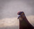 Close up of a feral pigeon Columba livia domestica or city dove with red colloration