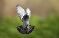 Close up of a Feral pigeon in flight