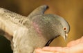 Close up of a Feral pigeon eating from hand Royalty Free Stock Photo