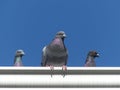 Close up of a Feral Pigeon Family atop a White Metal Gutter