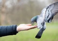 Close up of a Feral pigeon feeding from a hand in a park Royalty Free Stock Photo