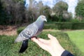 Close up of a Feral pigeon feeding from a hand in a park Royalty Free Stock Photo