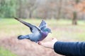 Close up of a Feral pigeon feeding from a hand in a park Royalty Free Stock Photo