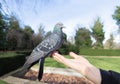 Close up of a Feral pigeon feeding from a hand in a park Royalty Free Stock Photo