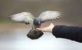 Close up of a Feral pigeon feeding from the hand Royalty Free Stock Photo