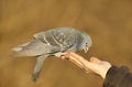 Close up of a Feral pigeon feeding on a hand Royalty Free Stock Photo