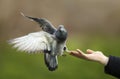 Close up of a Feral pigeon landing on a hand Royalty Free Stock Photo