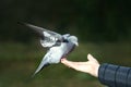 Close up of a Feral pigeon perched on a hand in a park Royalty Free Stock Photo