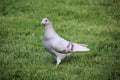 A close up of a Ferel Pigeon