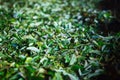 Close-up of Fermentation of tea leaves, drying process in a factory in Sri Lanka Royalty Free Stock Photo