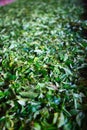 Close-up of Fermentation of tea leaves, drying process in a factory in Sri Lanka Royalty Free Stock Photo