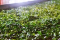 Close-up of Fermentation of tea leaves, drying process in a factory in Sri Lanka Royalty Free Stock Photo