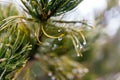 Close up fern with dew at Mount Usu in winter in Hokkaido, Japan