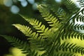 close up of fern in the forest