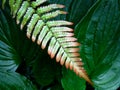 Close-up of Fern Frond with Red Tips, Dark Green Hostas in Background