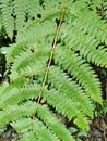 close-up of fern fronds or leaves