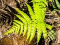 Close up Fern green leaf pattern in a rain forest. Royalty Free Stock Photo