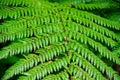 Close up Fern green leaf pattern in a rain forest. Royalty Free Stock Photo