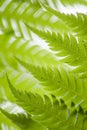 Close up of a fern leaf as a natural background in a vertical image Royalty Free Stock Photo