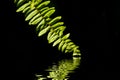 Close up fern leaf on black background Royalty Free Stock Photo