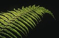 Close-up of fern leaf on black background Royalty Free Stock Photo