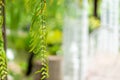 close-up Fern leaf Royalty Free Stock Photo