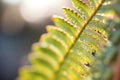 close-up of a fern leaf displaying the veins in front-lit sunlight Royalty Free Stock Photo