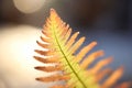 close-up of a fern leaf displaying the veins in front-lit sunlight Royalty Free Stock Photo