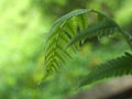 Close up of fern leaf plant in garden with green blurred background , nature leaves ,macro image , soft focus Royalty Free Stock Photo