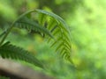 close up of fern leaf plant in garden with green blurred background , nature leaves ,macro image , soft focus Royalty Free Stock Photo