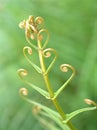 Close up of fern leaf of plant in garden with green blurred background , nature leaves ,macro image Royalty Free Stock Photo