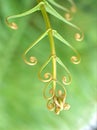 Close up of fern leaf of plant in garden with green blurred background , nature leaves ,macro image Royalty Free Stock Photo