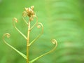 Close up of fern leaf of plant in garden with green blurred background , nature leaves ,macro image Royalty Free Stock Photo